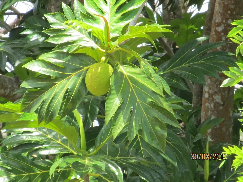 ***  Barefoot Guest House Belfast Jamaica